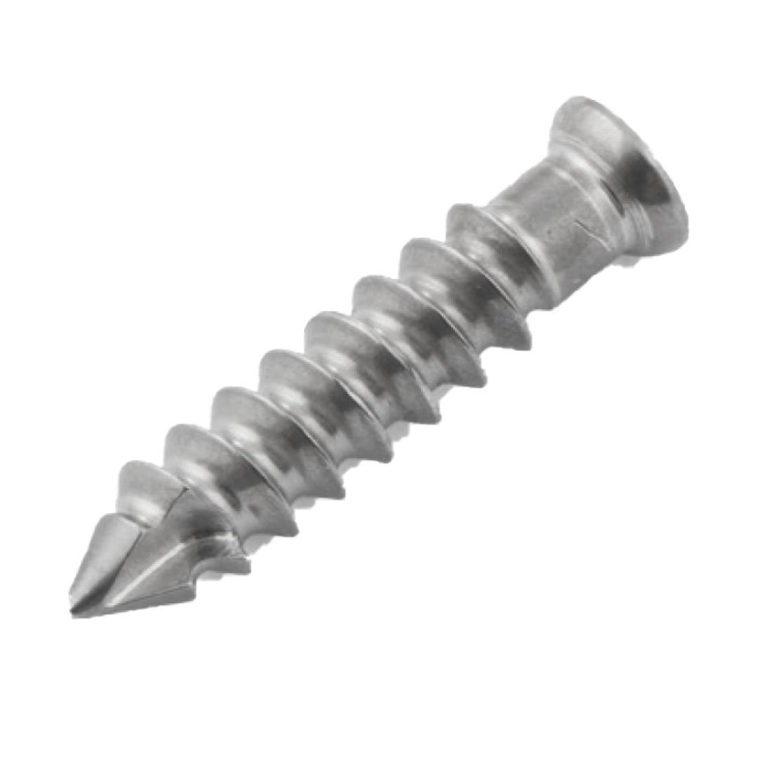 Acetabular Cup